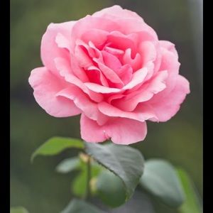 Meet your Posher, Narmeen